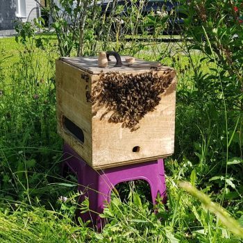 Apilaya_Bienen-Schwarm