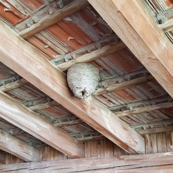 Apilaya_Gemeine-Wespe