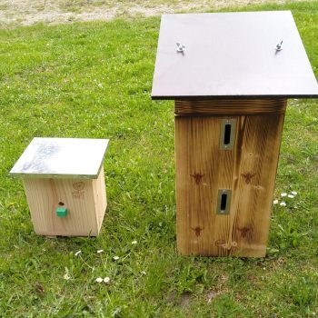 Apilaya_Hummel-_Hornissen_Kasten