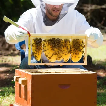 Apilaya_Imkerbedarf_Raehmchen (2)