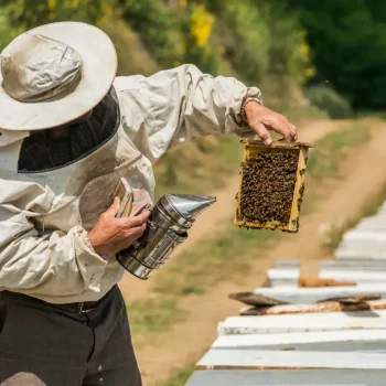 Apilaya_Imkerbedarf_Raehmchen (4)