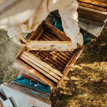 Apilaya_Imkerbedarf_Raehmchen (5)