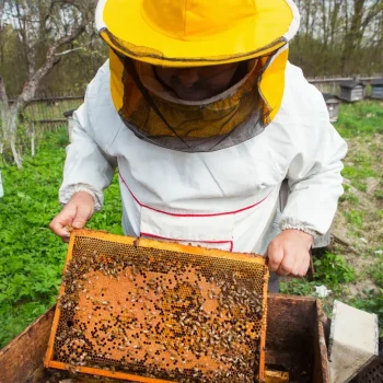 Apilaya_Imkerbedarf_Raehmchen (6)