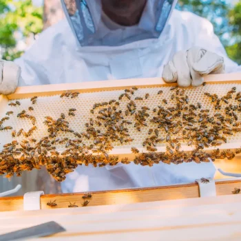 Apilaya_Imkerbedarf_Raehmchen_Stockwaage