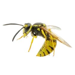 Apilaya_Wespe